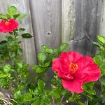 Villa Hibiscus Afife