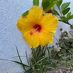 Hibiscus Afife
