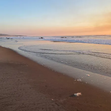 Hibiscus * أفيفي