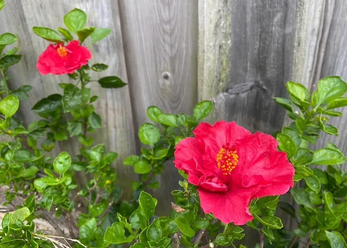 빌라 Hibiscus 아피프