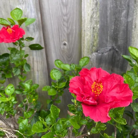 Villa Hibiscus Afife