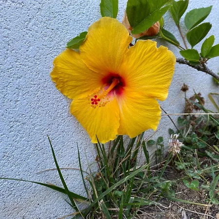 Hibiscus アフィフェ