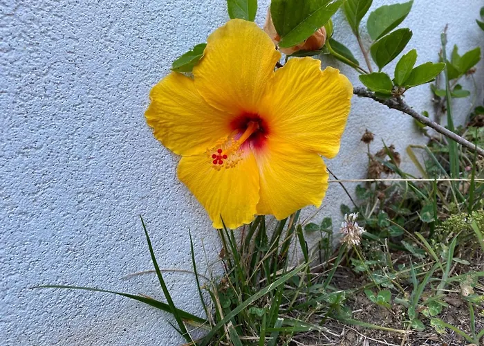 Hibiscus أفيفي